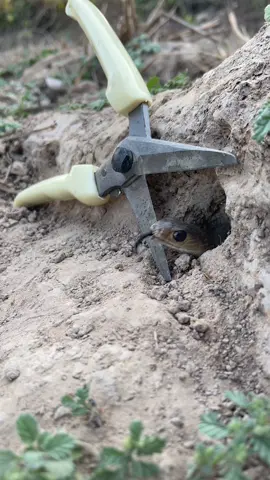 Survival Skills: SMART idea and USEFUL in forest #tiktok #bushcraft #camping #Outdoors #survival