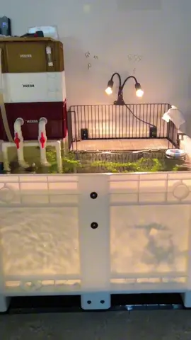 Ngắm bể nuôi rùa đơn giản dễ cưng #DIY #thugian #nuoirua #sangtao 