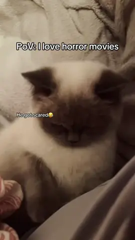 The timid cat #catsoftiktok #tiktok #usa🇺🇸 #funny #cat 