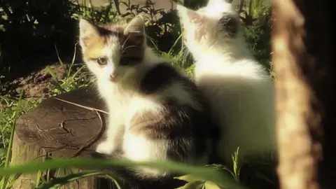 #fyp #catsoftiktok #cutecat #catlover 