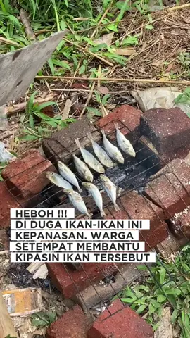 HEBOH ‼️ DIDUGA IKAN TERSEBUT KEPANASAN, WARGA SETEMPAT MEMBANTU KIPASIN IKAN TERSEBUT #fyp #yangpentingberita #fyppppppppppppppppppppppp #fypage #beritatiktok 