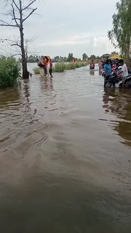 น้ำมาแล้วพิจิตร   ทะเลบางไผ่  ดงตะขบน้ำท่วมทุกปี