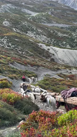 Horses and mules are mode of transportation system in rural areas .while vehicle are available but they cost alots of amount which is very sad for villagers in upper dolpa only few people can transport by their own .while roads are still underconstruction. 