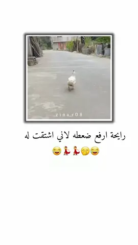 رايحة ارفع ضعطه لاني اشتقت له🤭😊💃😂 .  .  #تصميم_فيديوهات🎶🎤 #جيش_عنيده_مشاهير_عرب #اعادة_النشر🔃 #شعب_الصيني_ماله_حل😂😂😂 #greenscreen 
