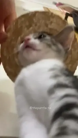 #funnycats #fyp #pov #cutecats #funnycat 