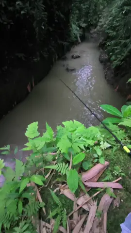 SUMPAH SEREM  WKWKW GA LAGI² KE SINI  #sungaiindonesia #fypmancing #serem  #microfishingindonesia #banjarnegara 
