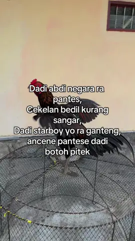 sritt #fyp #ayamindonesia #ayampama #ayammangon #pamangon 