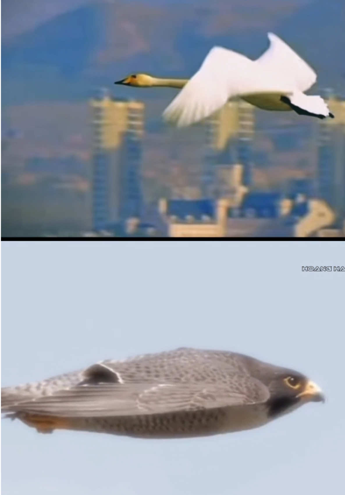 VẺ ĐẸP CỦA SỰ CH.Ế,T CHÓC. THIÊN NGA TRẮNG TU-160 và CHIM SẮT B-2 SPIRIT.#vietnamhungcuong #quansuthegioi #b2spirit🇺🇸 #tu160🇷🇺 