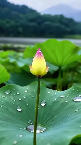 Chúc cả nhà đêm an ! #nhacthien  #phatphapnhiemmau 