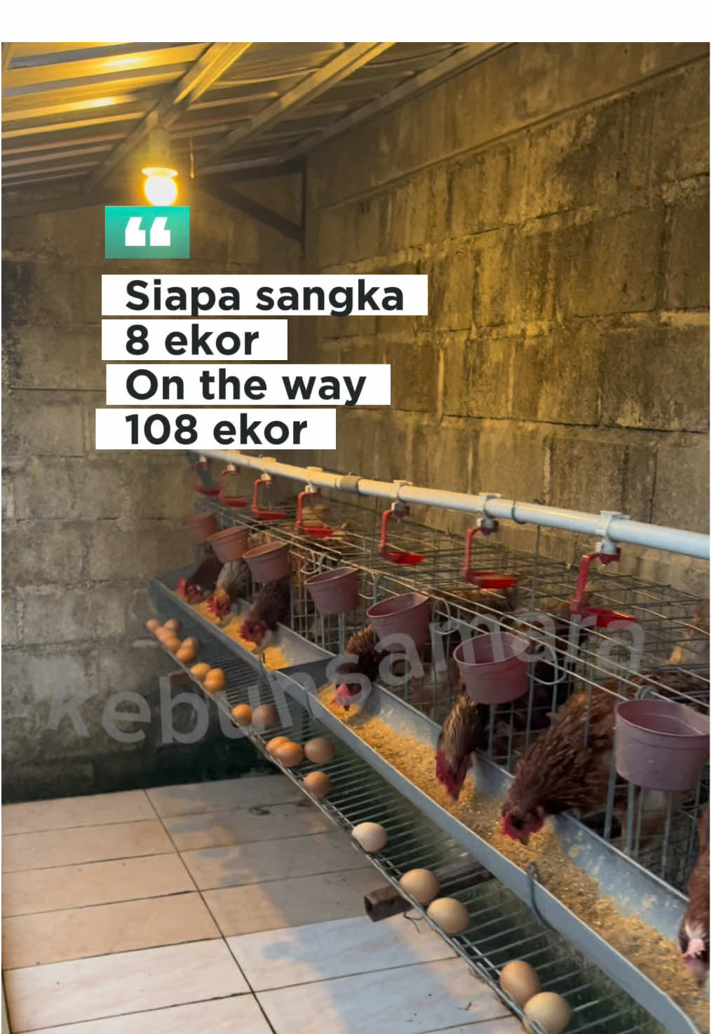 Lanjut terus Namanya hidup harus berkembang khan #sukses #ternak #ayampetelur #progres #ongoing 