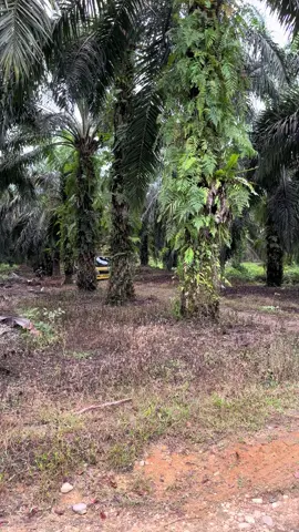 rodok oleng sikit#sawittiktok🌴🌴🌴 #petanisawit🌴 #pemuatsawitriau #trucksawit 