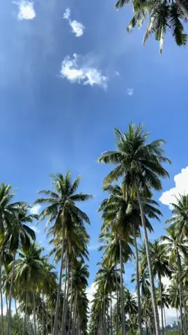 🏝️🏝️#CapCut #fypシ #beraukaltim #berauasik #teluksumbangbiduk 