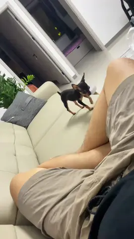 Chihuahua#dogsoftiktok #fypdong#fyp#funnyvideos #funnydog