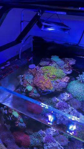 Snorkling at Home 🥰 #reefaquarium #reeftank #zoanthids #zoasgarden #zoanthus 