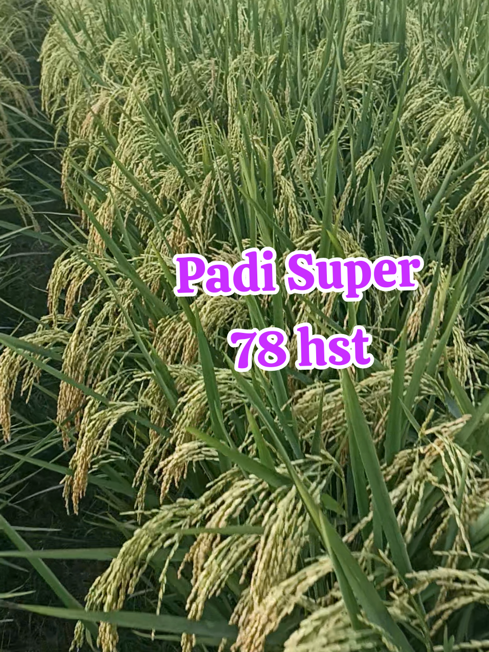 Padi Ciherang Beruang umur 78 hst,....  #ciherangberuang  #petaniindonesia🇮🇩🇮🇩🇮🇩🌿🌿  #petanimuda  #petanimilenial  #benihpadiunggul #benihciherang #benihpadi 