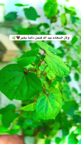 جزء18#تصويري_احترافي_الاجواء👌🏻🕊😴 #تصويري📸اكسبلوور♥️🙂 #عباراتكم_الفخمه📿📌 #fyp #ستوريات 