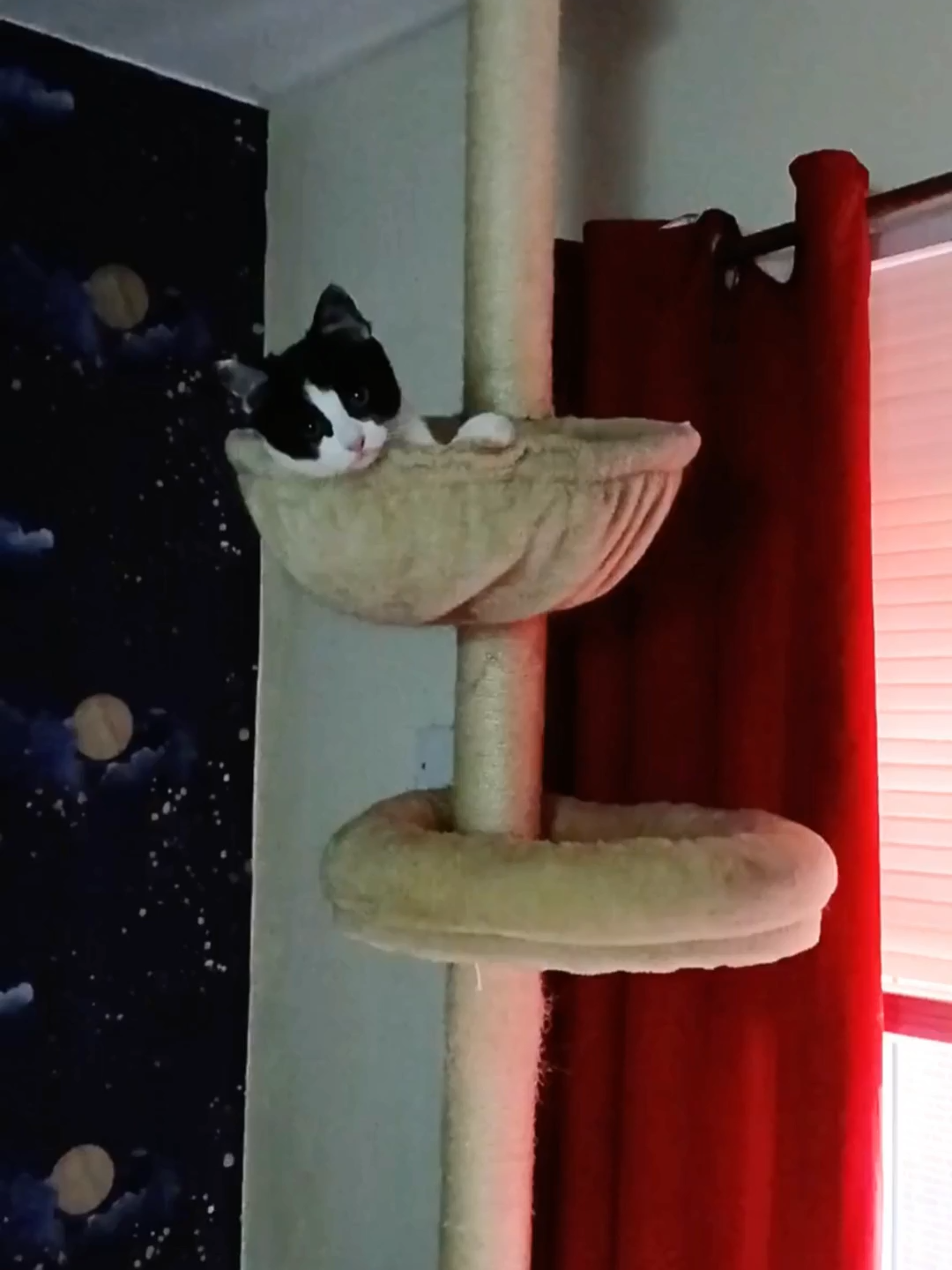 Leave Me Alone Cute Cat Pretty Kitten #cat #cats #kitten #kitty #fyp