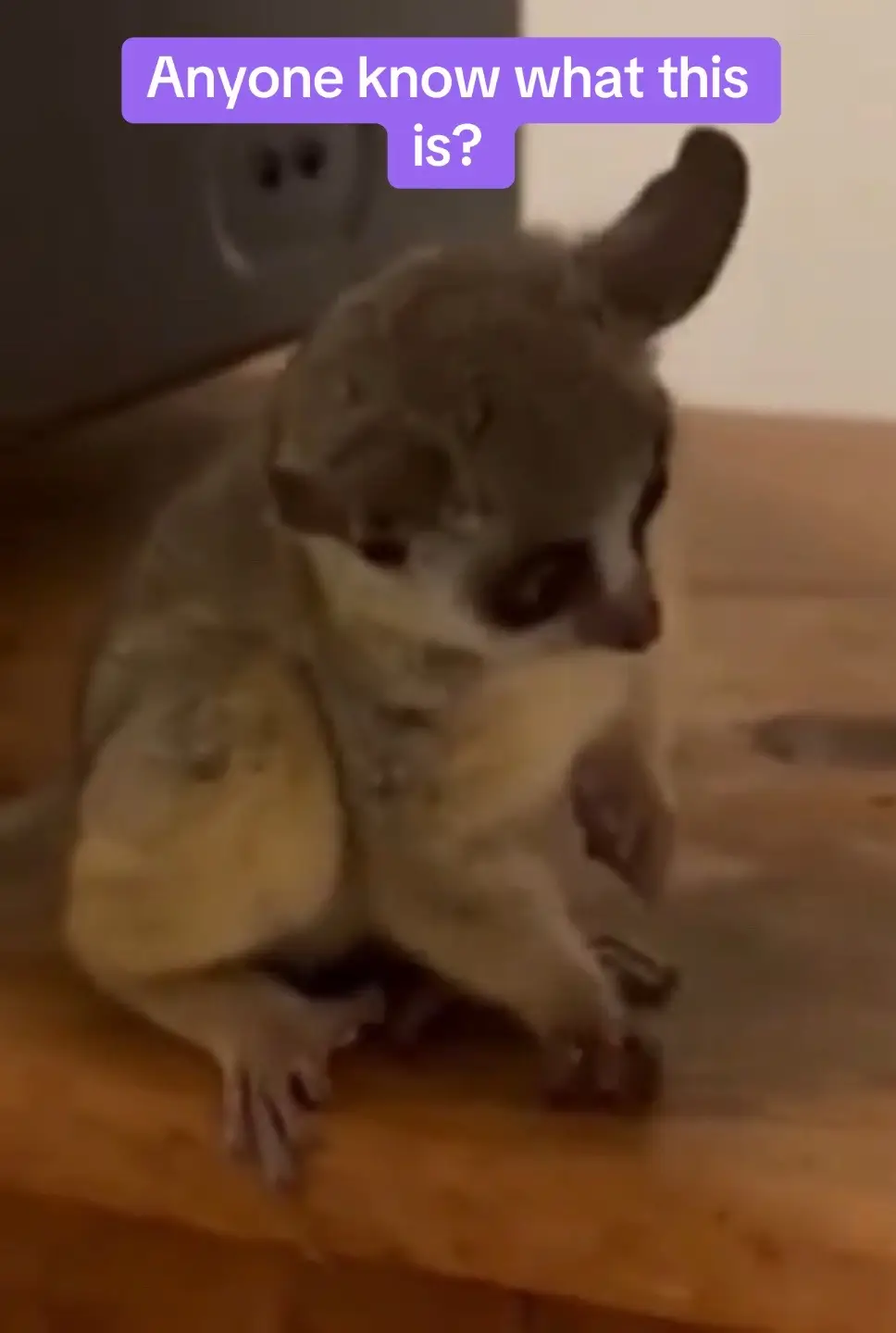 #viraltiktok#greenscreen#foryourpage#dance#trend 