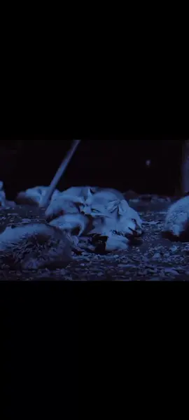 @GAUTITOK #zologytok #fyp #animal #Viral #fox 