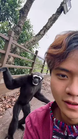 Mắc cười với hai đứa này #khoanhkhacdangyeu #petcute #khỉ #vooc 