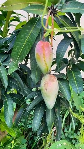 bibit mangga kiojay buah jumbo, #mangga #manggakiojay #bibitmangga 