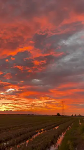Sunset di Perlis 🌅🌾🍃 #perlis #sunset #padi #fypage 