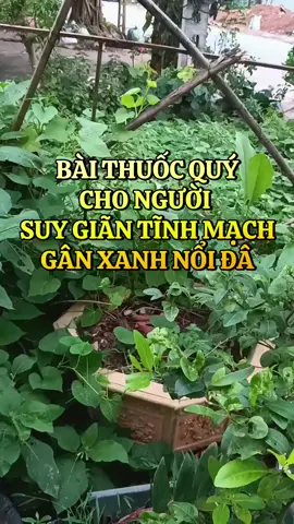 👉 “Suy giãn tĩnh mạch – Căn bệnh âm thầm nhưng cực nguy hiểm, đừng coi thường!” @“Thảo Mộc Quanh Ta” 🌿  #suygiantinhmach  #chamsocsuckhoechudong  #phongnguabenh  #meohaysuckhoe  #chamsocsuckhoe 