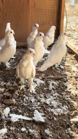 #لحربي🔥 #الكوت #شعب_الصيني_ماله_حل😂😂 #سلافر_محجلات#لحربي🔥 