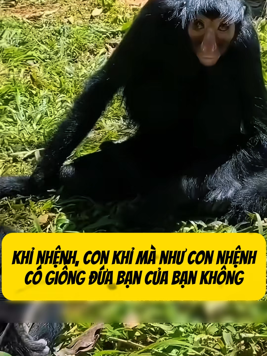 đừng tag đứa bạn của bạn vào nha nó buồn đó #khurungbaton #dongvat #thegioidongvat #animals #fyp #frends