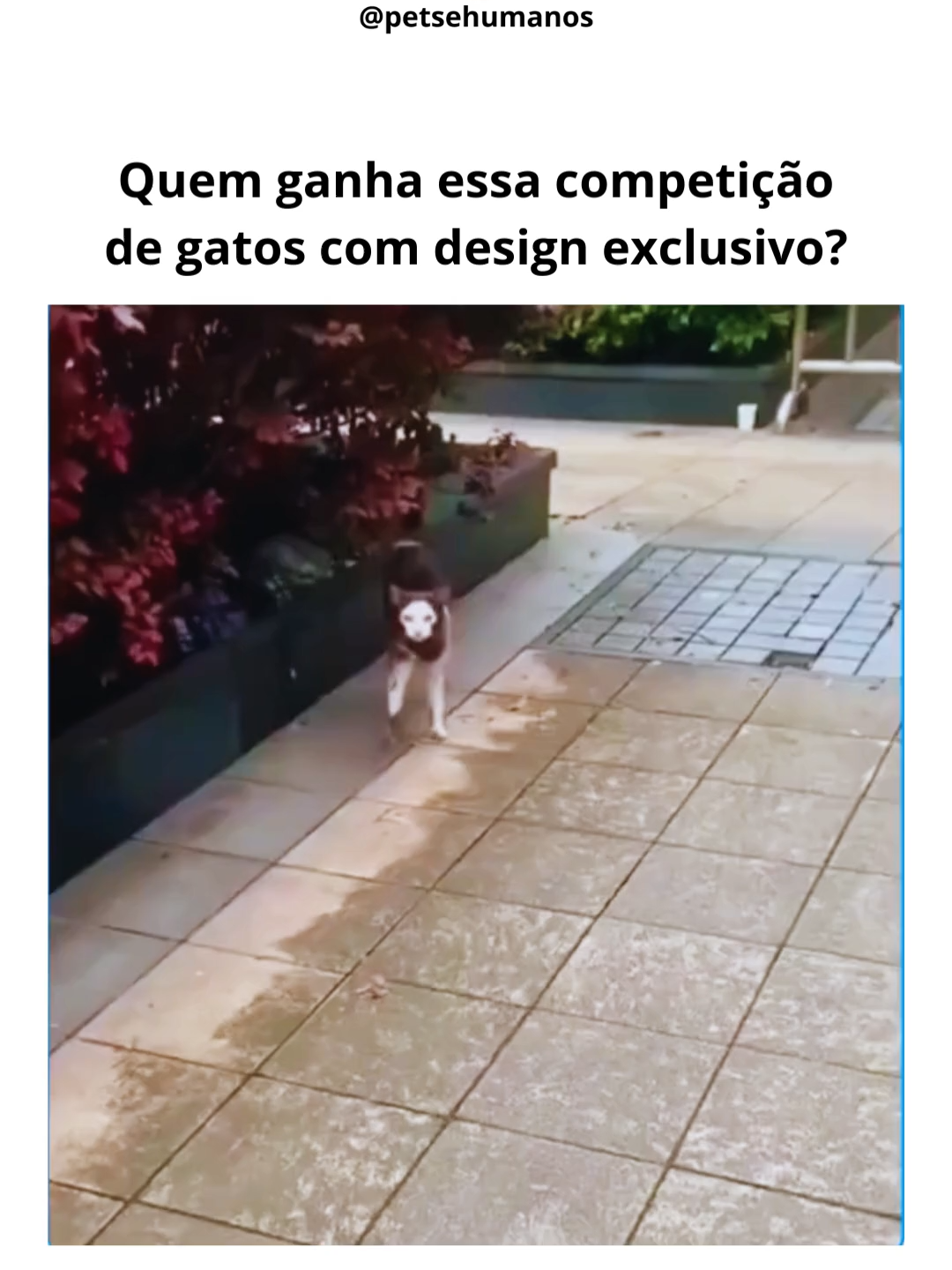 quem vai ganha essa competição??? #animaisengraçados #cachorro #gato