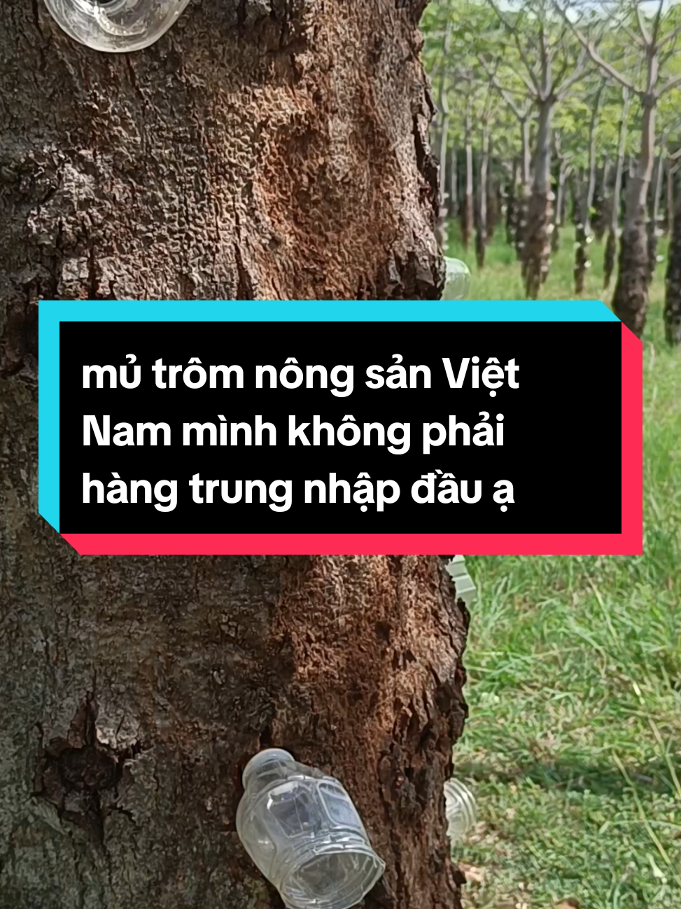 Trả lời @shopcammy99  mủ trôm nông sản Việt Nam mình ăn ngon mát lắm hàng thiên nhiên #xuhuongtiktok #thietnguyen191196 #mủtromgiainhiet #ancungtiktok #giainhietcothe 