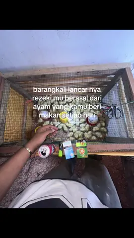 AMIN YA ALLAH #fyp #peternakmuda #ayambroiler #bibitayam #peternakayam #bosmuda 
