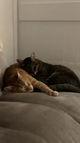 ♾️ #thesummeriturnedpretty #tsitp #cat #tiktokcats #catlover 