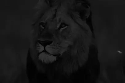 🔥#duhok_zaxo_amedi_semel_akre #falsel0ve 