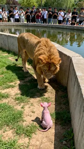 Reckless Kitten Enters Lion's Den! #usa #lion #kitten