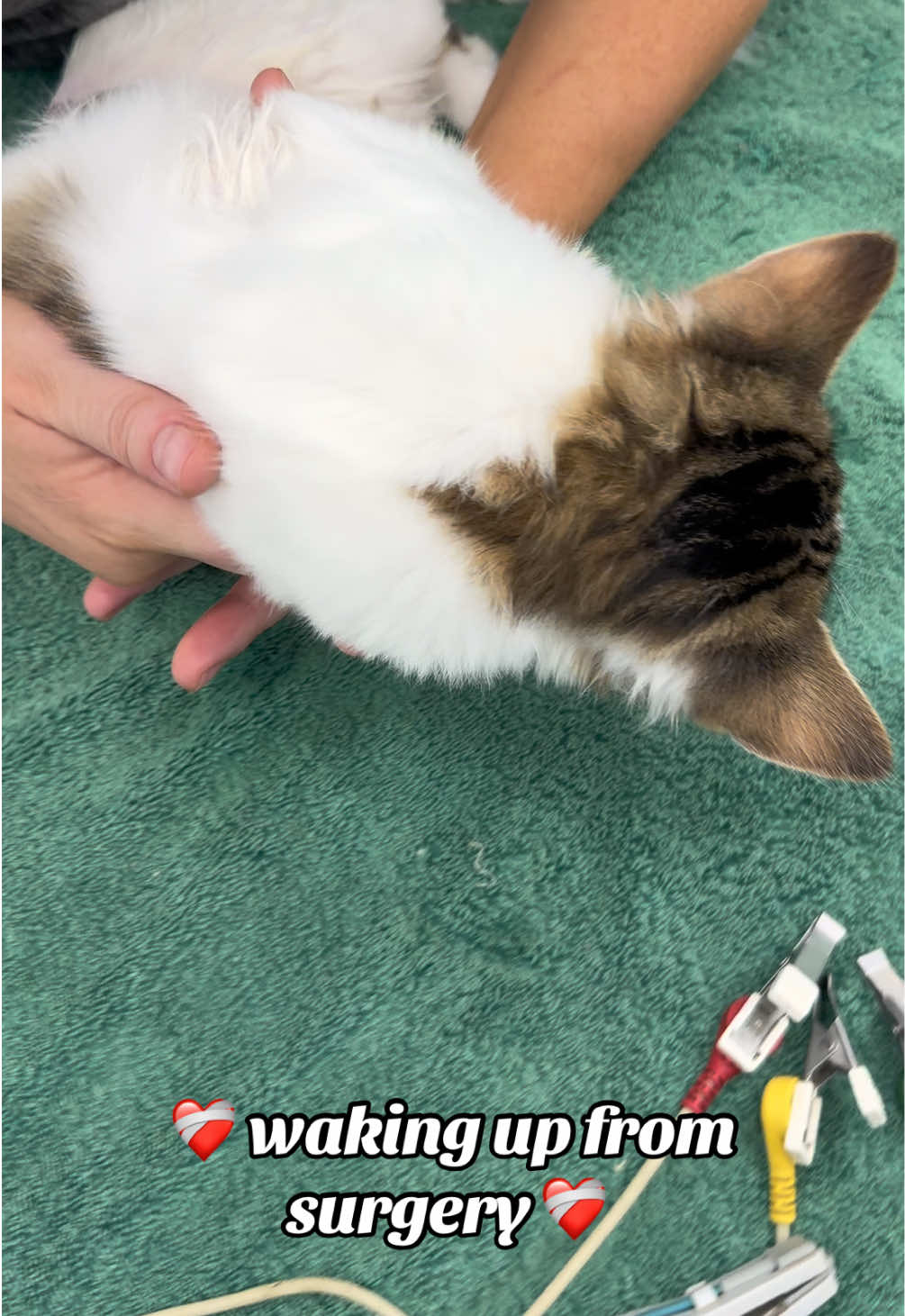 My nurses (not me) 😂 love a cuddle after surgery and I honestly believe it’s important to cuddle those patients waking up from surgery ❤️‍🩹  #vetnurse #vettechlife #vettechtok #veterinariansoftiktok #veterinarymedicine 