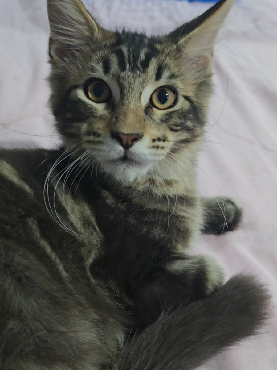 #mainecoon #kitten #cattery #jakarta #cute 