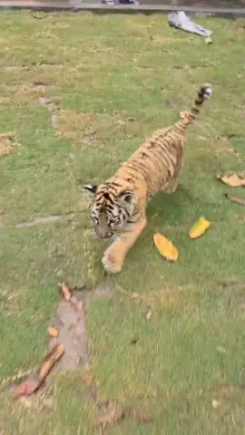 #foryoupage #tiktok #flypシ #flyyyyyyyyyyyyy #tiger 