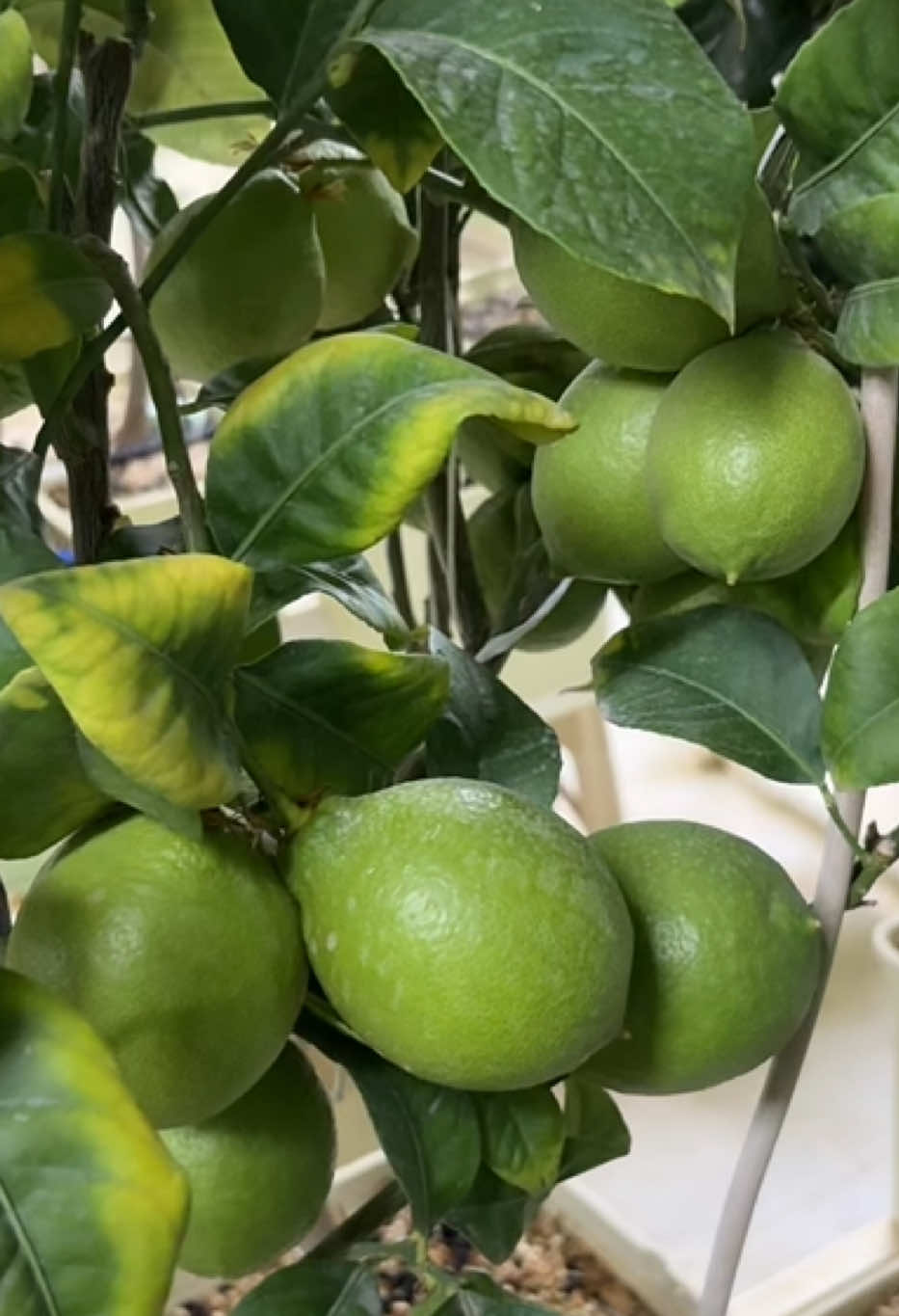 تعلم الزراعة المائية ‏بدأت الان.  #الزراعة_المائية #اكسبلووووورررر #الشعب_الصيني_ماله_حل😂😂 #fpy 