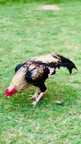 Jawa aseel patha  #foryou #viral #aseel #aseelmurghafram #professionalaseelbirds2 