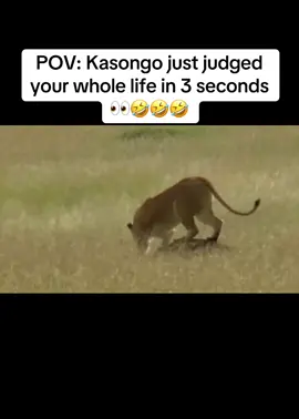 Kasongo #🤣 #funnyanimals #gazelle #kasongo #kasongoyeye 