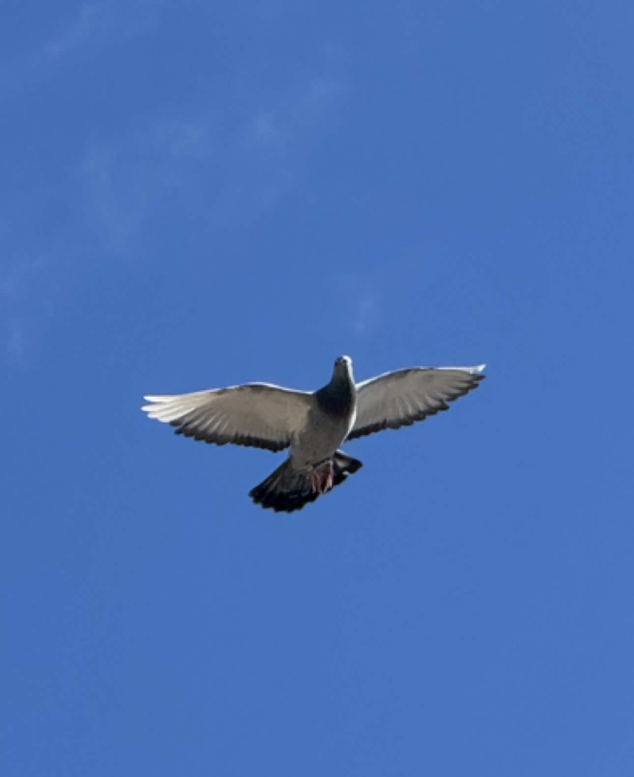 Antrenament de curte 😬 #pericolloft #pericolgaming #pericolyoutube #porumbei #racingpigeons 