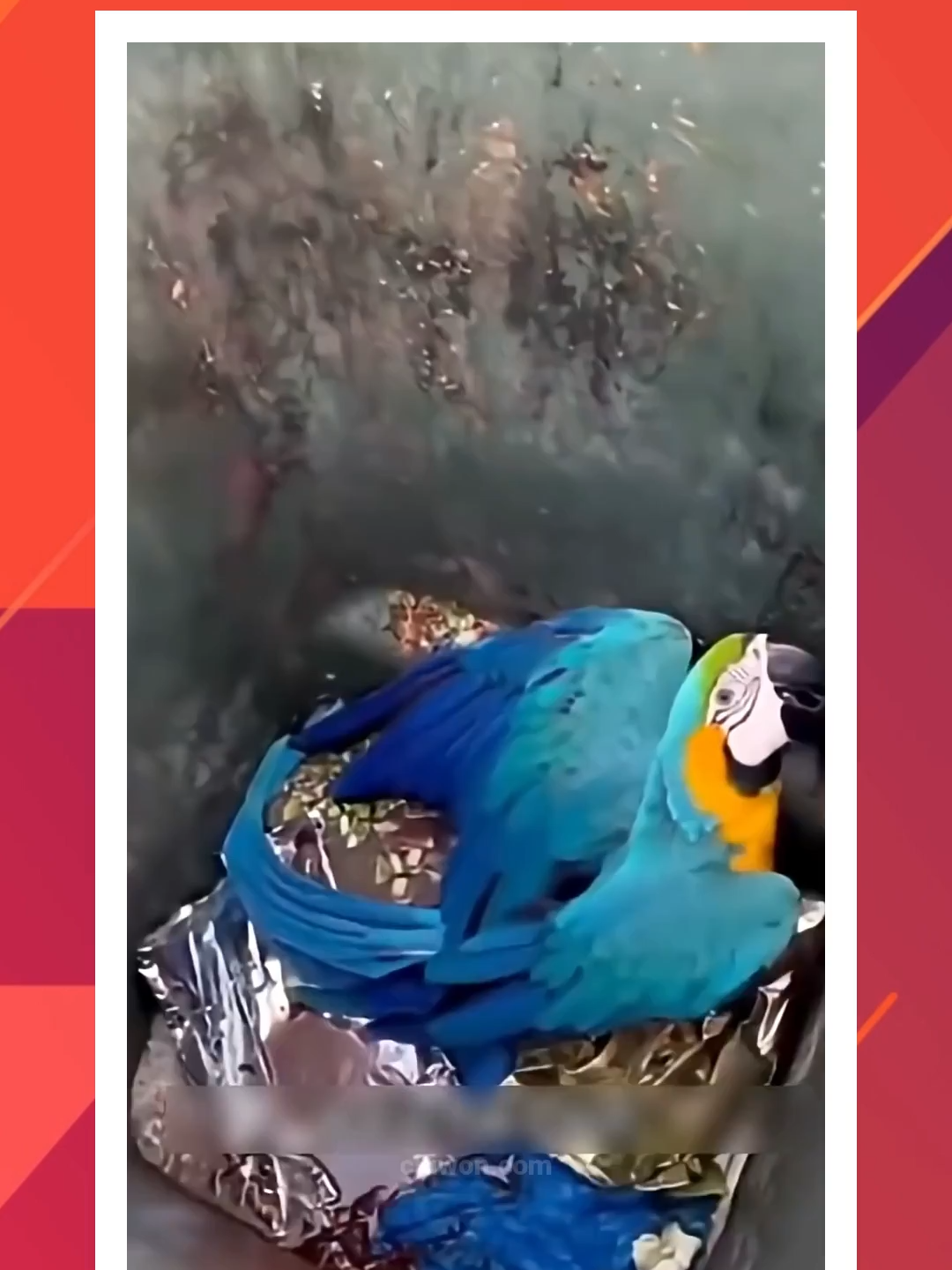 Wanita Ini Menemukan Burung Macau Tersiksa di Tempat Sampah #macaw #satwa #hewan #teman #sahabat #persahabatan #keluarga #cinta #foryoupage #fyp
