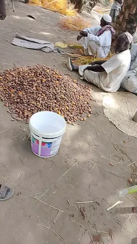 الجزء التاني من حصاد البلح🌴