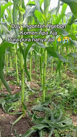Ngonten Kebun Jagung manis #kebunjagung #jagungmanis 