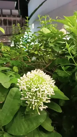 very beautiful #bkk #tiktok #