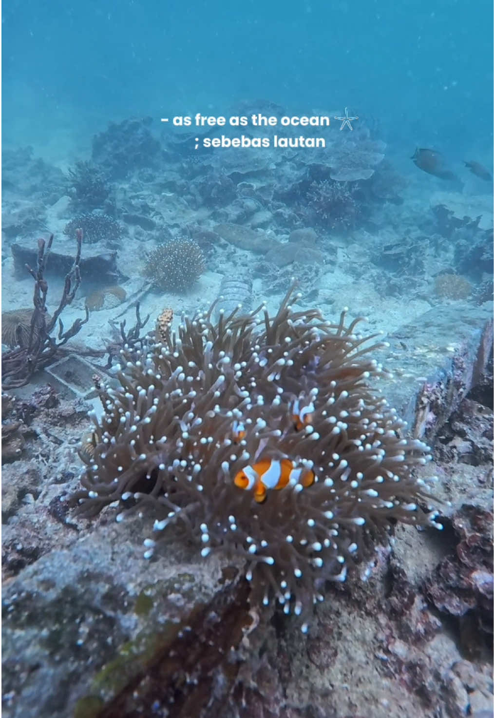 under the sea °‧🫧⋆.ೃ࿔*:･