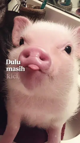 Makanan paleng enak su🤗 Kalau liat ini makanan bawaan pengen pulang😢 #babiguling #babikecap 