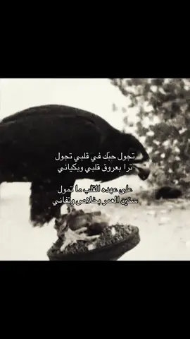 #شيله #foryoupage #B #b #طير 