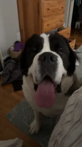 The fear in her eyes that she did something wrong 😭 #saintbernard #bigdog #dog
